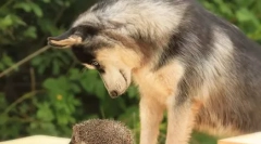 Не-рекламний красивий: чи може хрипк, і як вони це роблять